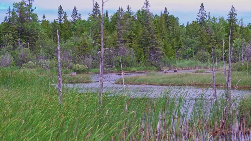 Swamp and dry trees at the side of highway. Woodlands of North America Ontario, Canada. Old dead fir and spruce trees near swamp. Wild forests at Bruce Peninsula. Stops during traveling.