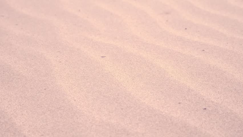 Shutterstock Video
