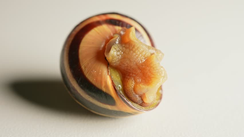 Snail moving extreme macro close up. Vineyard snail crawling. Slug on white background. Crustacean land animals in the class of molluscs. Malacophobia phobia fear of snails. Halloween background.
