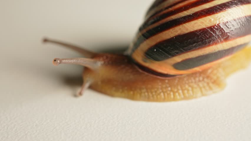 Snail moving extreme macro close up. Vineyard snail crawling. Slug on white background. Crustacean land animals in the class of molluscs. Malacophobia phobia fear of snails. Halloween background.