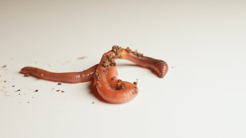 Earthworm is crawling at white surface. Nightcrawler in soil creeps and wiggle up macro close up. Natural Fishing bait. Soil dwelling terrestrial invertebrate. Scoleciphobia fear of worms.