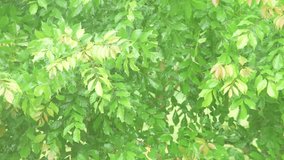 Beautiful fresh green leaves background in rain, video of nature with green background and trees in a park on a rainy day, close-up. - Powered by Shutterstock - Get 15% off with code: PIKWIZARD15