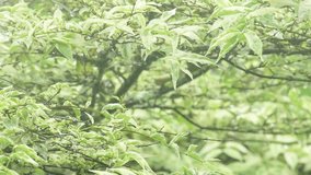 Beautiful fresh green-white leaves background in rain, video of nature with green-white background and trees in a park on a rainy day, close-up. - Powered by Shutterstock - Get 15% off with code: PIKWIZARD15