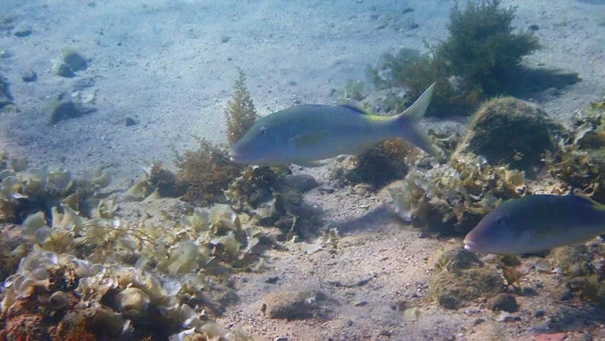 Yellow-saddle goatfish, scientific name is Parupeneus cyclostomus, distributed relatively seldom  in tropical waters of the Red Sea, Middle East