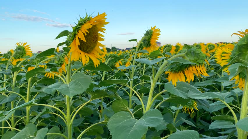 Organic sunflowers are blooming Close-up: behind field of sunflowers you can see houses of eco-village. Concept: natural fertilizers are used to grow sunflowers in agriculture to protect ecology