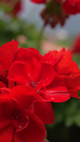 Red flowers with water droplets sway gently in a breeze, set against a blurred lush garden and distant landscape of the Amalfi Coast in Italy.