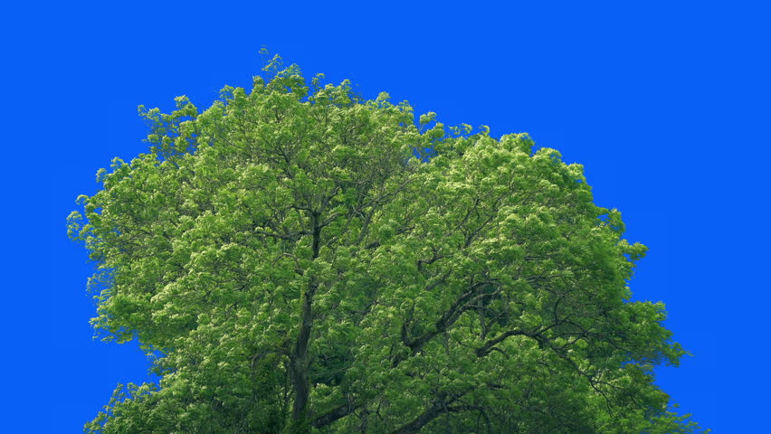 Isolated Bushy Tree On Bluescreen
