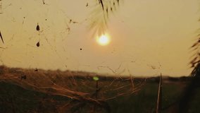 A spider web stretches across a serene field during sunrise, catching soft golden light—highlighting the delicate balance of nature.
Comilla, Bangladesh. 
07 May,2025. - Powered by Shutterstock - Get 15% off with code: PIKWIZARD15