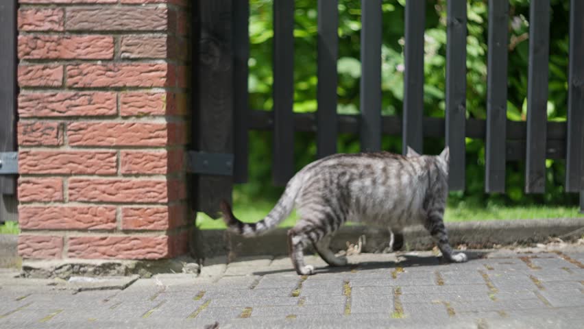 A Curious Cat Delightfully Exploring and Investigating the Outdoor Garden Gate Area