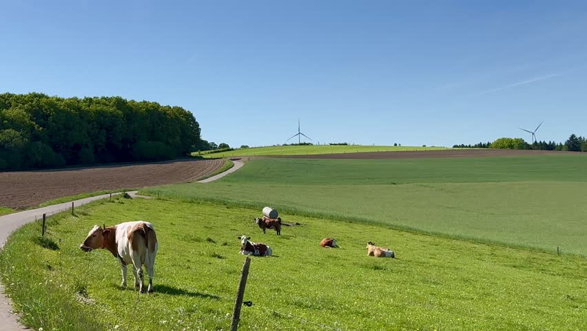 Meadow and hills with a herd of cows and a country road in the background on a sunny day in Luxembourg