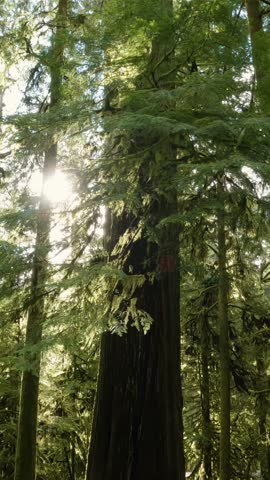 Sunlight Through the Trees in a Forest on Vancouver Island