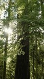 Sunlight Through the Trees in a Forest on Vancouver Island - Powered by Shutterstock - Get 15% off with code: PIKWIZARD15