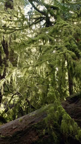 Sunlight Through Mossy Trees in a Tranquil Vancouver Island Forest