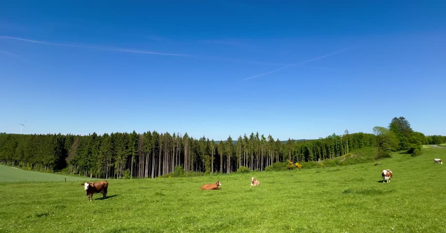 Meadow and hills with a herd of cows and a country road in the background on a sunny day in Luxembourg