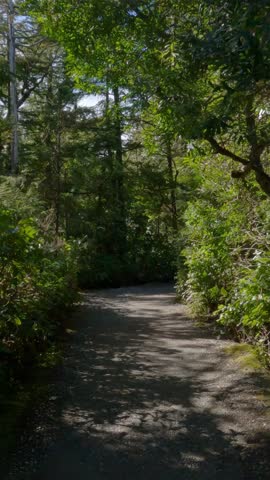 Walking Path Through a Forest in Ucluelet, British Columbia, Canada