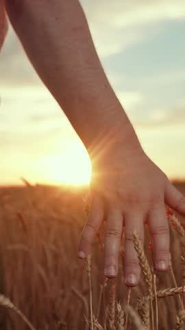 Man's palm touches ears of grain in field. Big wheat yield. Farmer touching wheat ears with hands sun rays. Wheat yellow ripe with grain. Farmer working in wheat field sunset. Agricultural industry