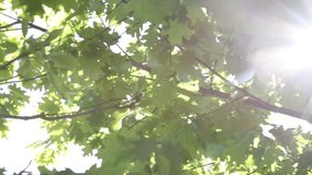 Bright sunlight creates magical lens flares as it filters through green maple leaves. Camera slowly moves upward capturing sun's rays piercing through dense foliage creating dramatic light effects. - Powered by Shutterstock - Get 15% off with code: PIKWIZARD15