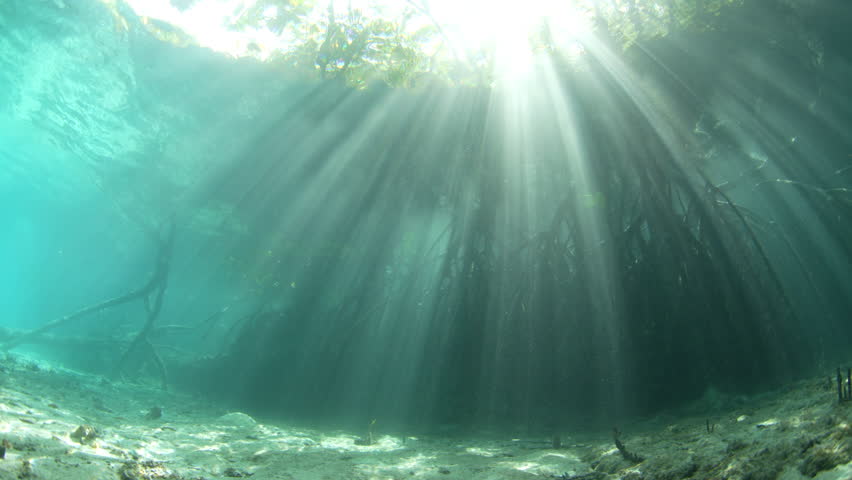 Beams of bright light filter into a shadowed mangrove forest in Halmahera, Indonesia. Mangroves are ecologically important and act as nurseries for many species of fish and invertebrates.