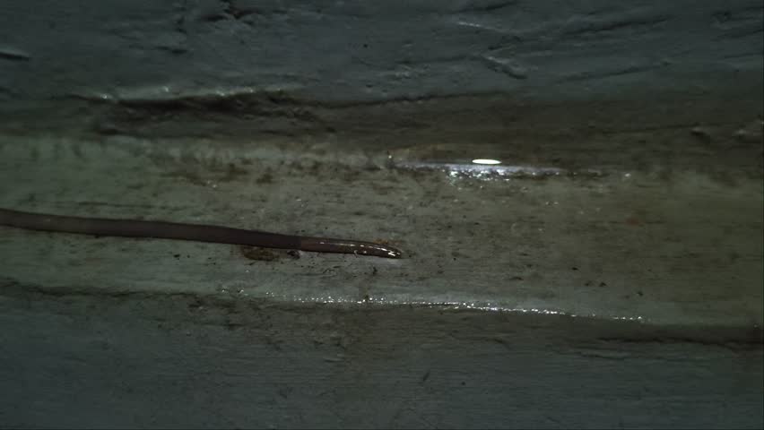 A worm crawling on a wall surface during the rain. The video was taken in Kediri, Indonesia.