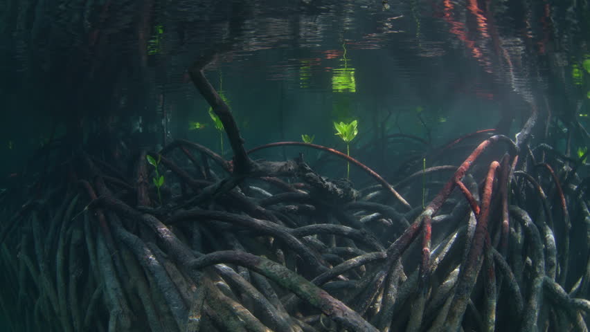 A healthy and extensive mangrove forest grows on the coast of Pelee near Misool, Raja Ampat. Mangroves are ecologically important and act as nurseries for many species of fish and invertebrates.