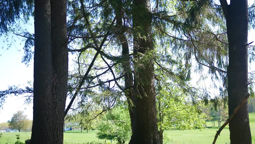 Camera Pans up Blue Spruce Pine Trees in Pennsylvania
