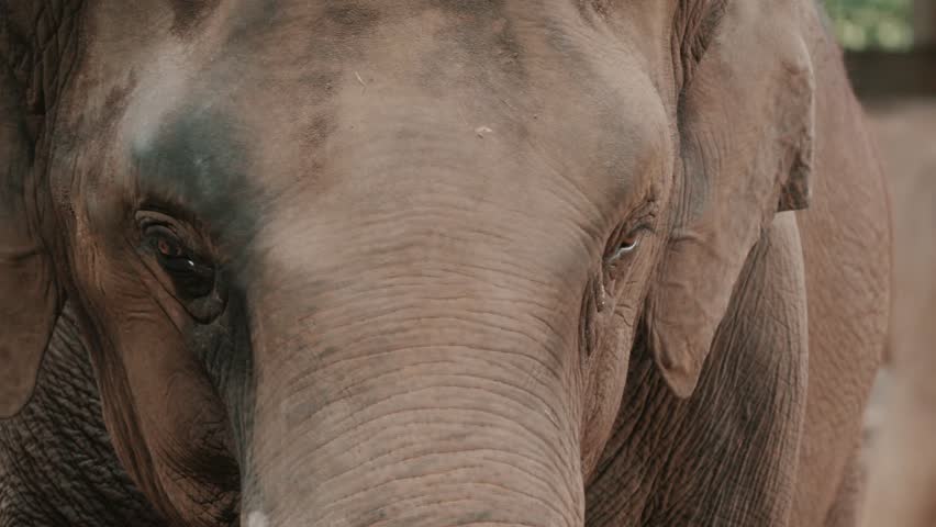 Detailed Close-Up Portrait of a Majestic Elephant in Natural Light, Highlighting the Texture of Its Skin and Expressive Eye in a Serene Wildlife Setting
