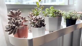 Succulent plant in flower pot with sunlight in bedroom 4k video - Powered by Shutterstock - Get 15% off with code: PIKWIZARD15