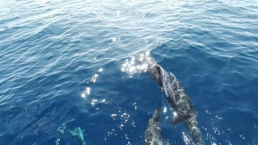 Dolphins swimming in the ocean, marine wildlife, aquatic mammals