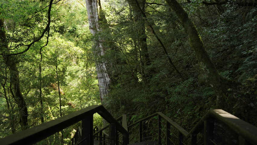walking on wooden stair and trail into forest 
