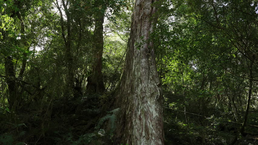 old tree in the forest