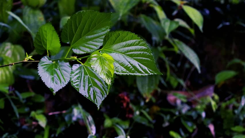 Rain drops on the leaves. Lush Green Mulberry Leaves. Rain in the flower garden. Rain drop on leaf tree	