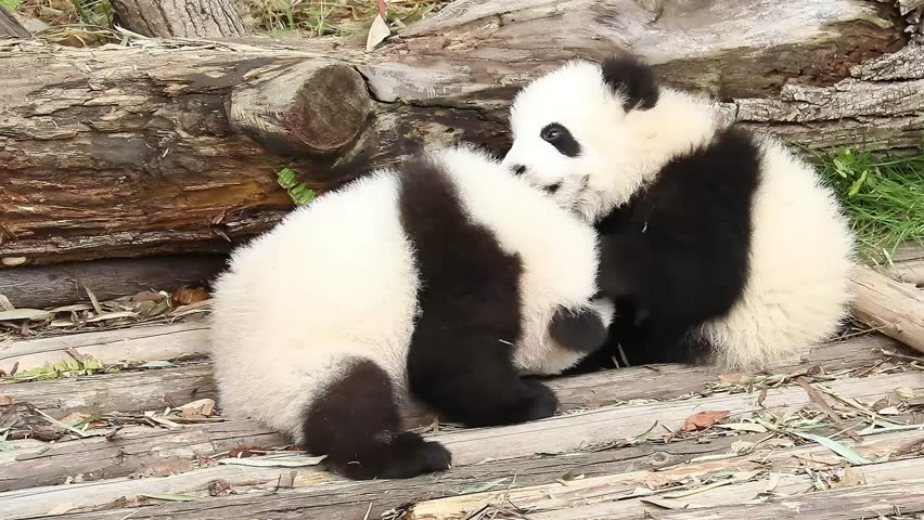 Cute Little Panda Babies taking sun bath on the Yard, Chengdu Panda Base, China
