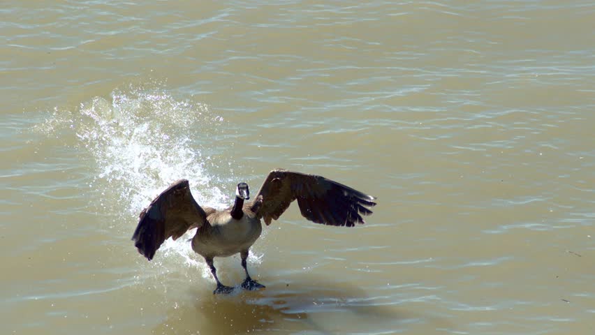 Successive still frames or sequence of a Canada Goose landing on the Fraser River.
