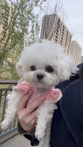 White Bichon in Pink outfit at Nature View.