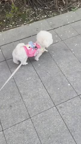 White Bichon Cute Walking Moment.