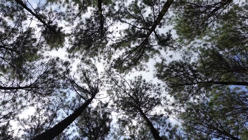 Walking through pine forest looking up to the tree crowns and blue sky. The sky can be seen through the tops of pines in forest