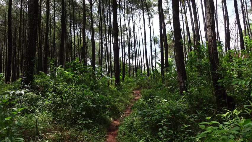 Walking in Forest Trail Surrounded by Tall Pine Trees Underneath a Clear Sky