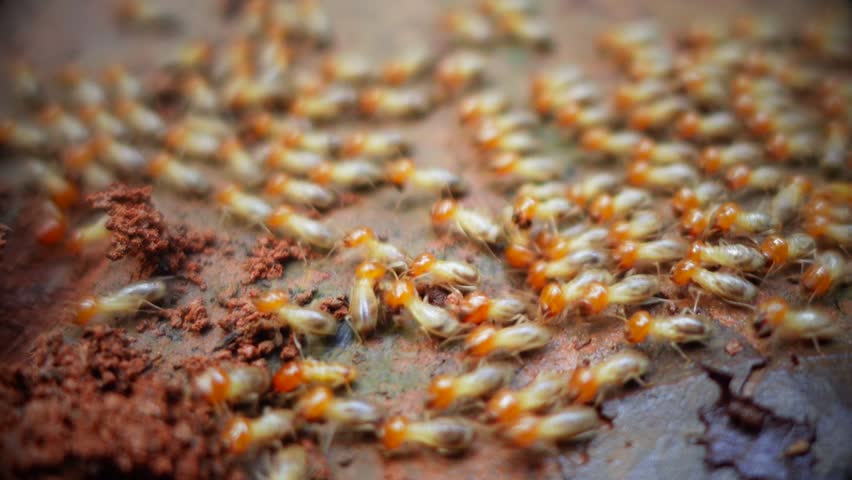 Termites walking colony on the ground. The colony of termites