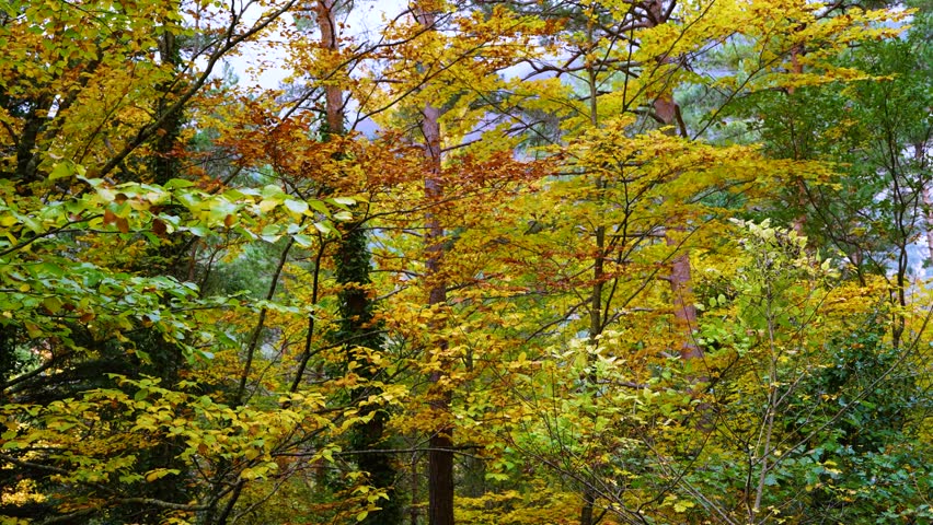 Autumn colours in the forests of the Hecho Valley. La Jacetania region. Huesca. Aragon. Spain. Europe.