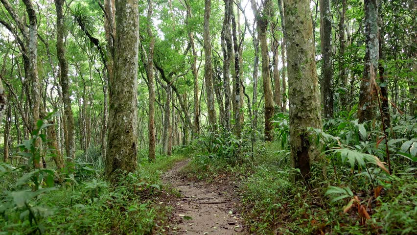 POV walking across tree trunk on dirt path in rain forest. Hiking trail through lush foliage forest. Serene jungle trail view.
