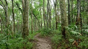 POV walking across tree trunk on dirt path in rain forest. Hiking trail through lush foliage forest. Serene jungle trail view. - Powered by Shutterstock - Get 15% off with code: PIKWIZARD15
