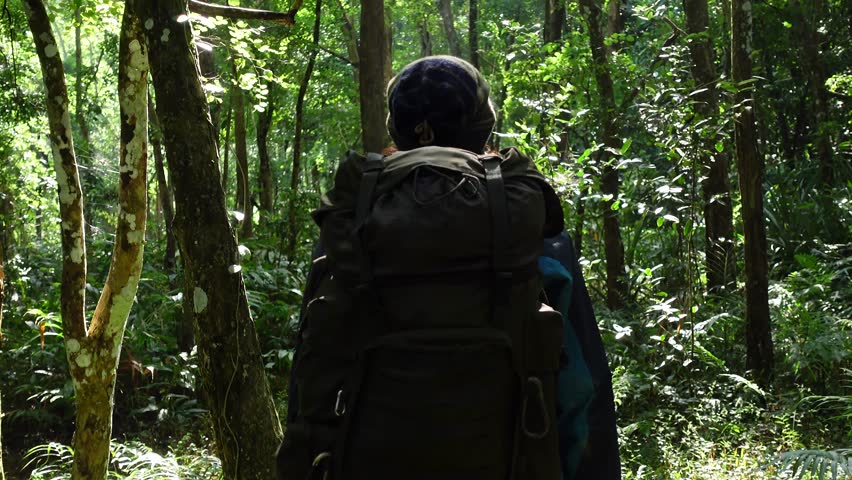 Hiker Walking through a Scenic and Serene Forest Trail. A lone traveler wearing a backpack explores a beautiful forest path surrounded by lush greenery