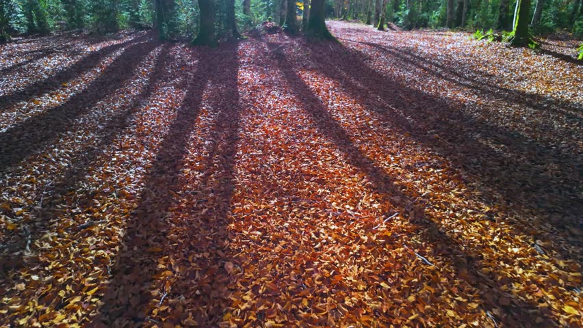 Beech forest in autumn in Mata de Haya in the Rincon de Belagua area. Belagua Valley, Larra-Belagua region, Navarrese Pyrenees, Navarre, Spain, Europe.