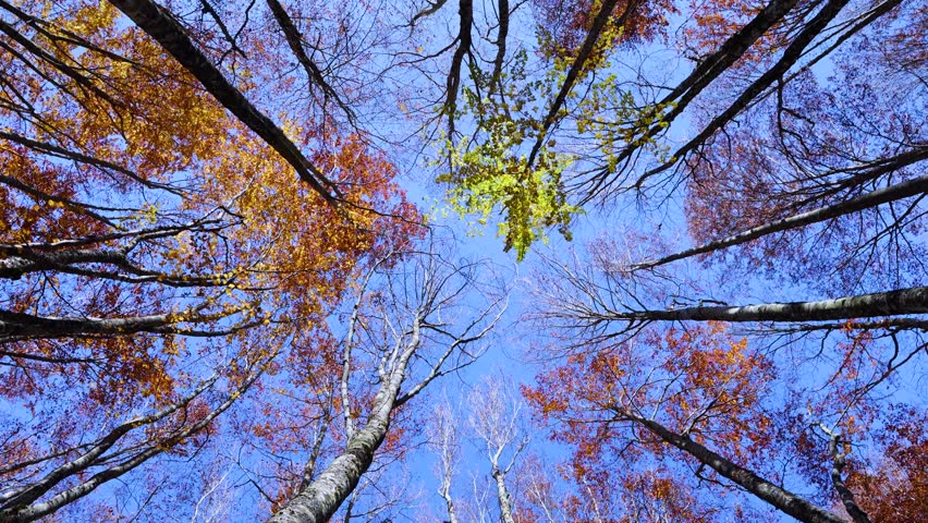 Beech forest in autumn in Mata de Haya in the Rincon de Belagua area. Belagua Valley, Larra-Belagua region, Navarrese Pyrenees, Navarre, Spain, Europe.