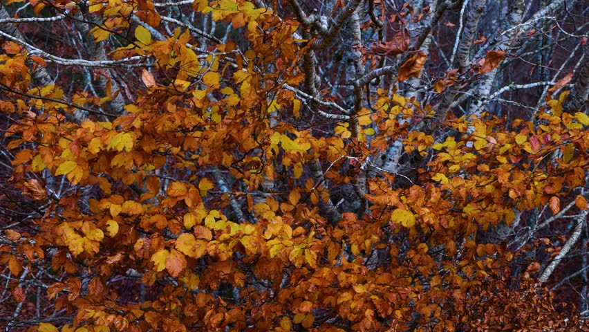 Beech forest at the Linza refuge on the climb to the Achar del Caballo on the Veral River in the Western Valleys Natural Park. Ansó Valley, La Jacetania region, Huesca, Aragon, Spain, Europe.