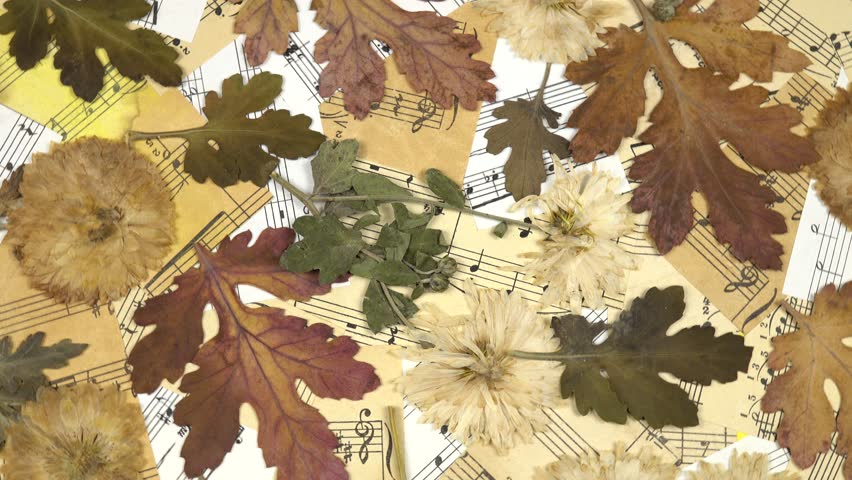 Pressed drying flowers and leaves of chrysanthemum on an old music notes, background. Pressed flower art, decorative panel.
