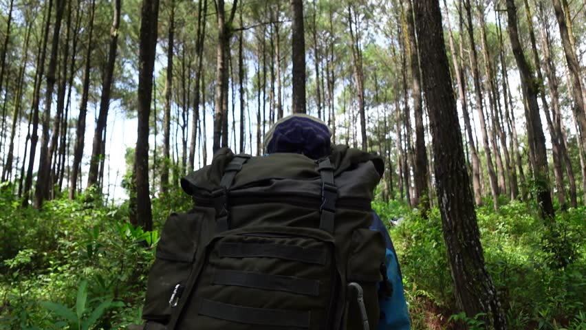 Hiker with backpack walking in the pine forest. A hiker with a Backpack walking through a pine forest.