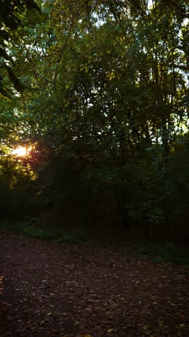 Sunbeam shining through forest, evoking spirituality. Light breaking through trees in spooky woodland, vertical orientation. Majestic glow on path with mystery and horror. Tranquil light piercing