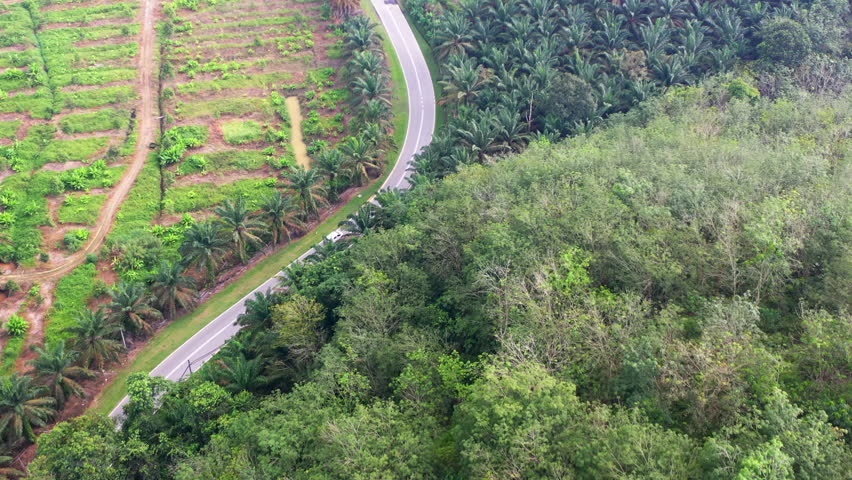 Aerial view of a curving rural road surrounded by dense tropical rainforest and palm oil plantations near Temerloh, Pahang, Malaysia. Agricultural and transport landscape in Southeast Asia.