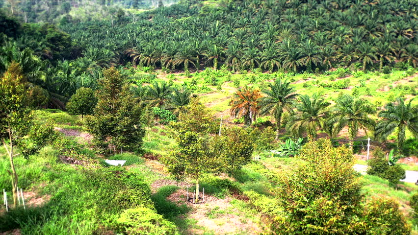 Terraced durian orchard in the hilly countryside near Temerloh, Pahang, Malaysia, with neat rows of fruit trees, red soil paths, and tropical greenery under cloudy skies. aerial view on palm tree